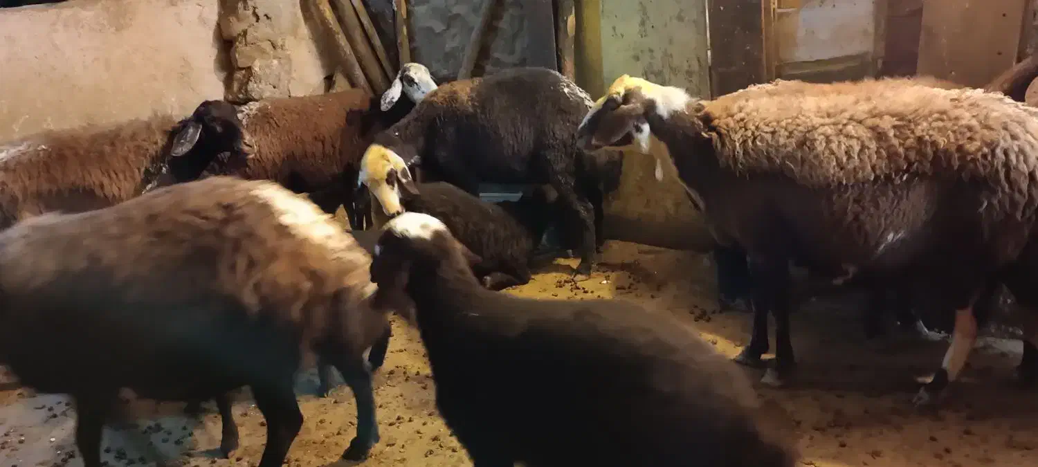 گوسفند|حیوانات مزرعه|بروجرد, |دیوار