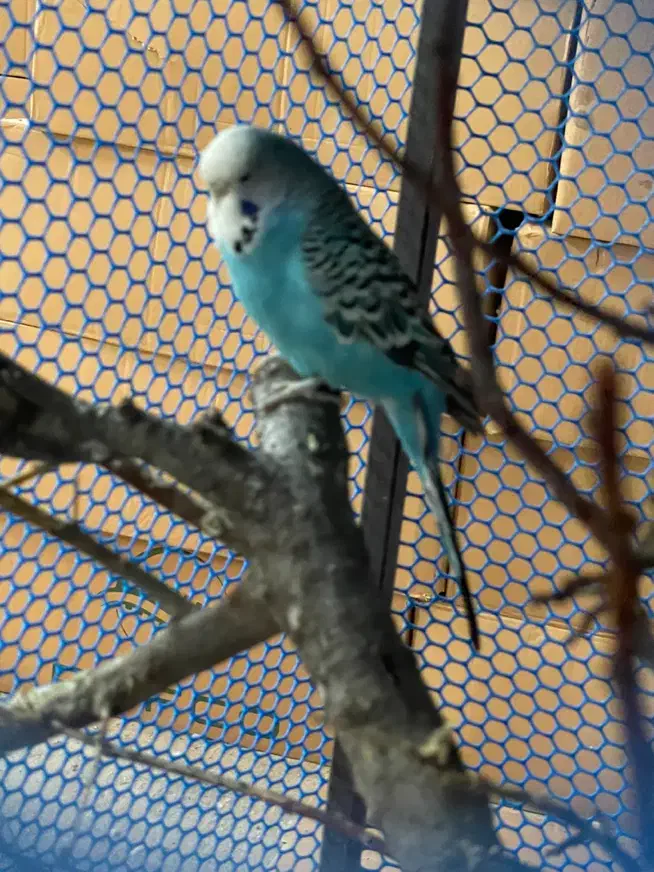 مرغ عشق هلندی|پرنده|ملارد, |دیوار