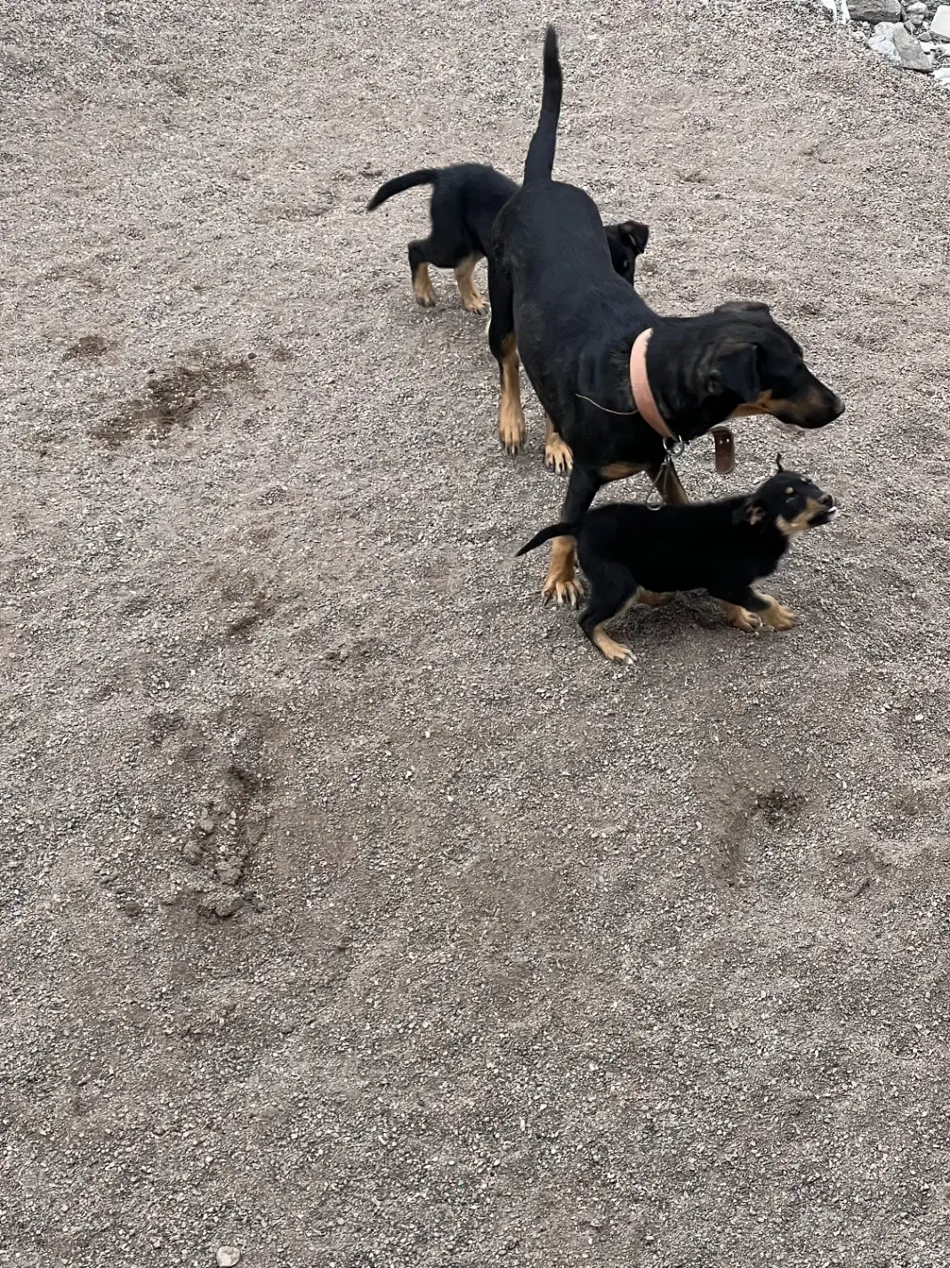 سگ توله|سگ|شاندیز, |دیوار