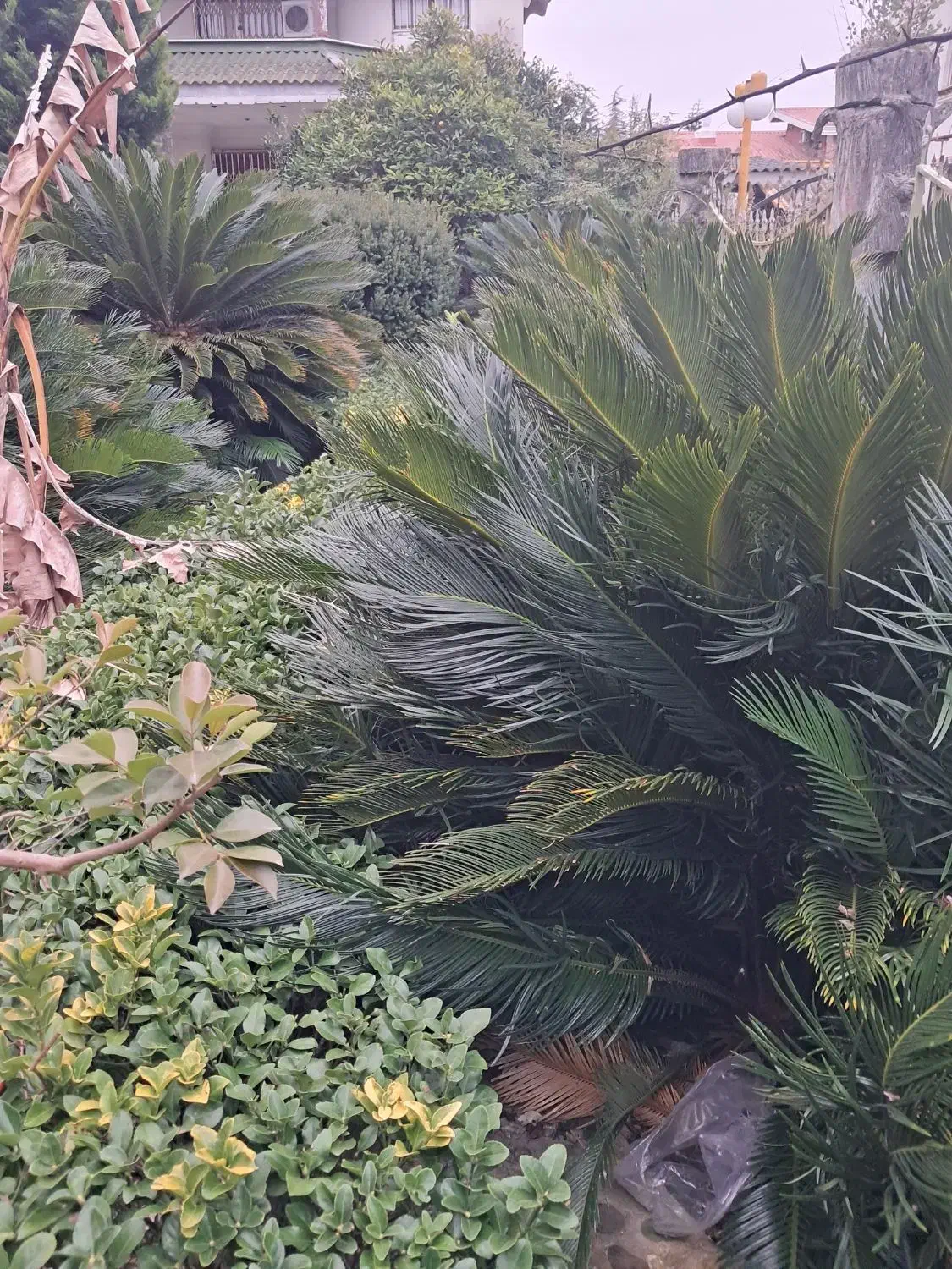 برگ سیکاس|گل و گیاه طبیعی|رشت, کوی مهر|دیوار