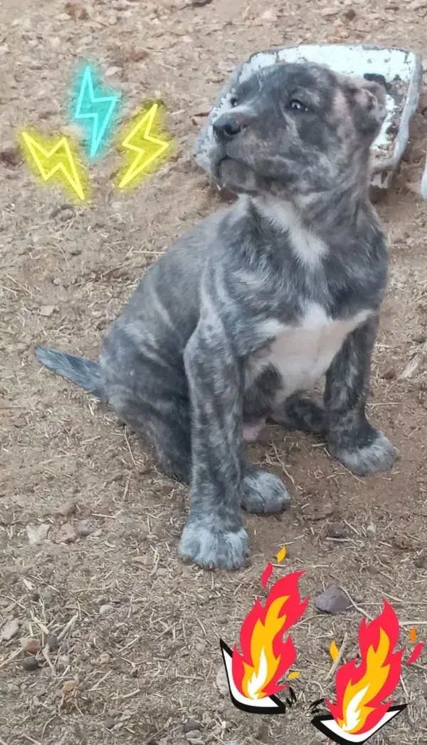 توله افقان|سگ|کاخک, |دیوار