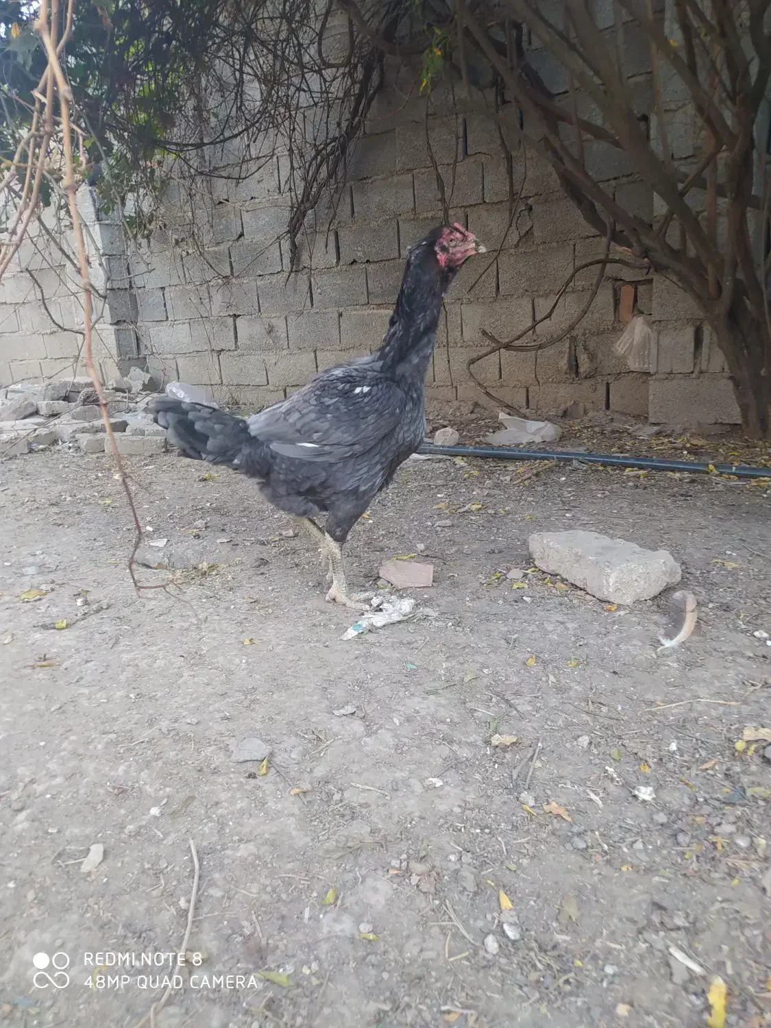 مرغ طوس لاری|حیوانات مزرعه|نگین شهر, |دیوار