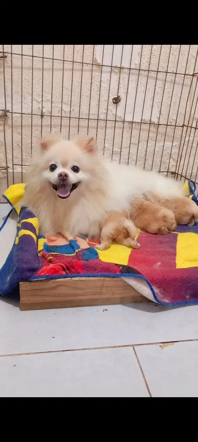 سگ پامر پامرانین ماده خرسی|سگ|رشت, جماران|دیوار