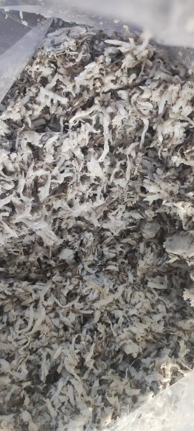 خوراک دام تفاله چغندر|لوازم جانبی حیوانات|بهشهر, |دیوار