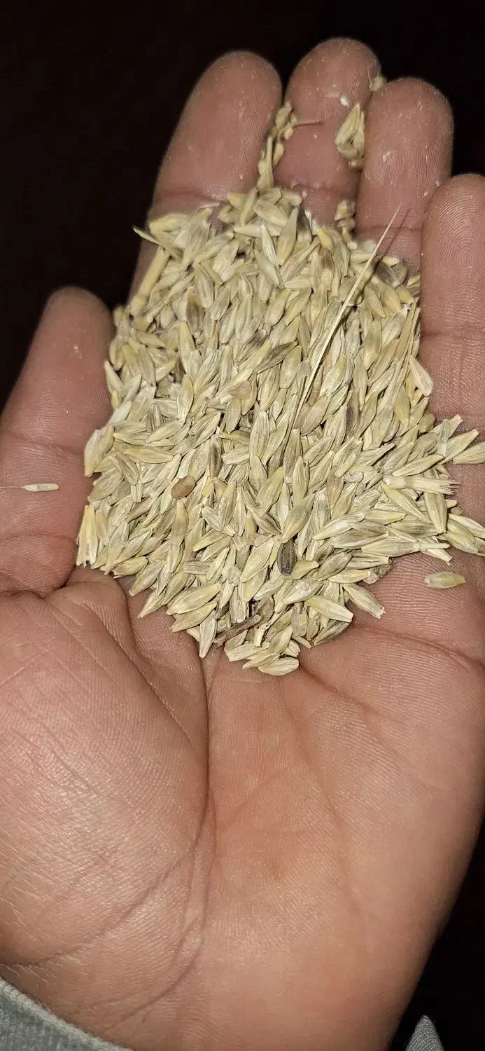 شادگان|خدمات باغبانی و درختکاری|شادگان, |دیوار