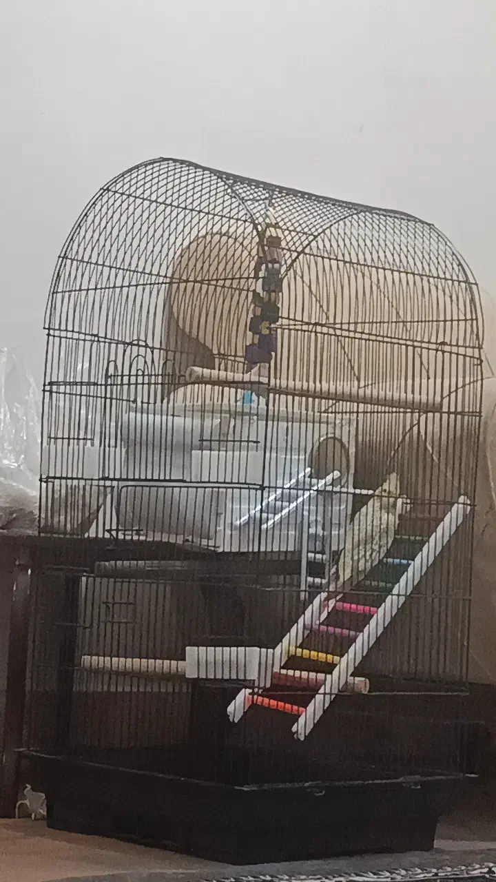 عروس هلندی ماده باقفس|پرنده|جونقان, |دیوار