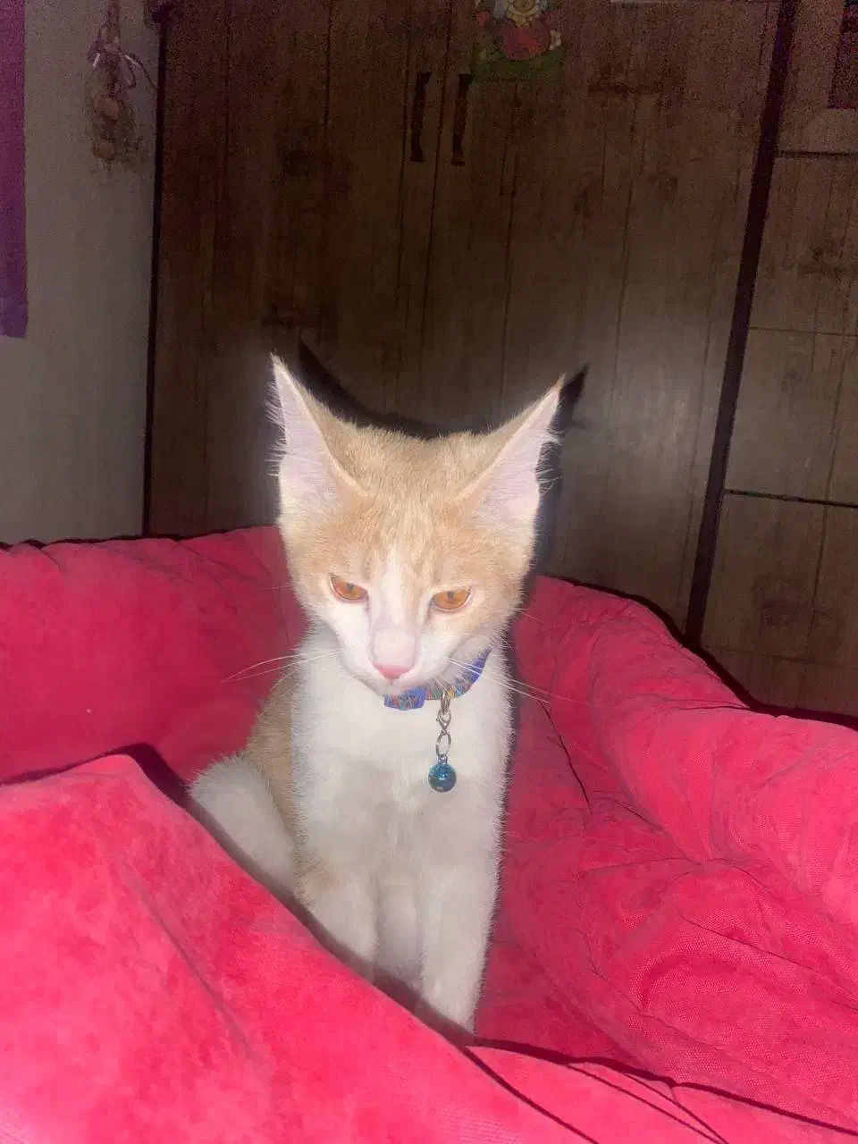 واگذاری رایگان گربه|گربه|تهران, کیانشهر|دیوار