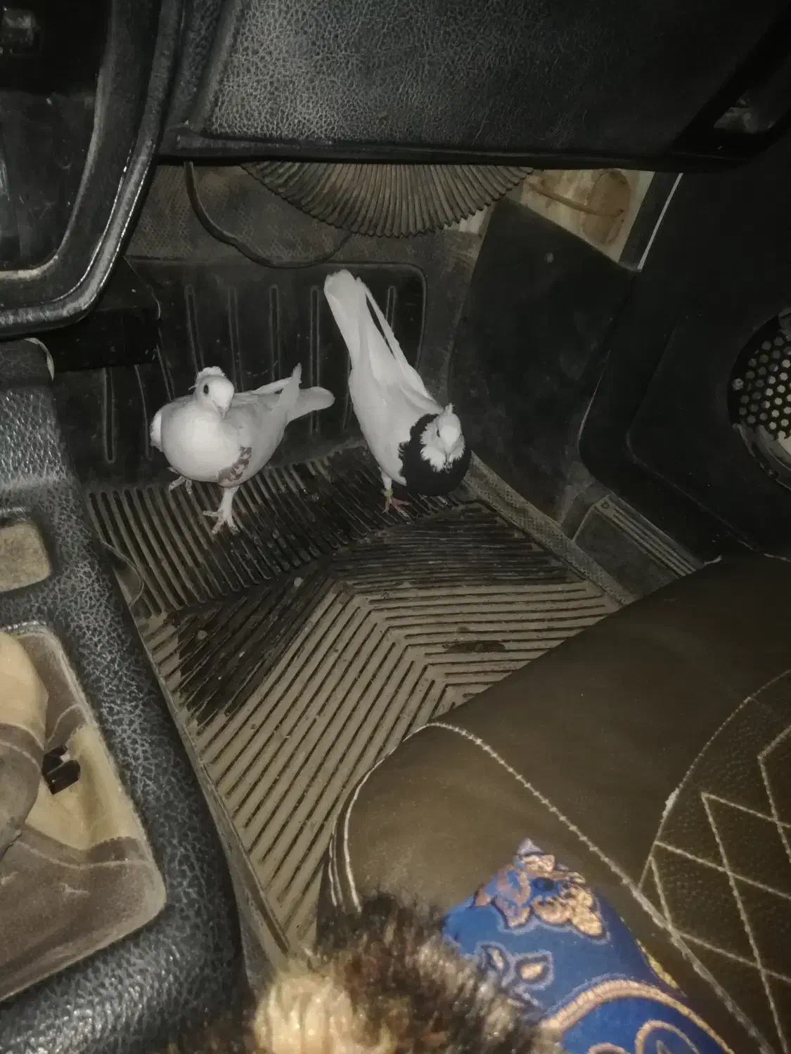 کبوتر فروشی|پرنده|زاینده رود, |دیوار