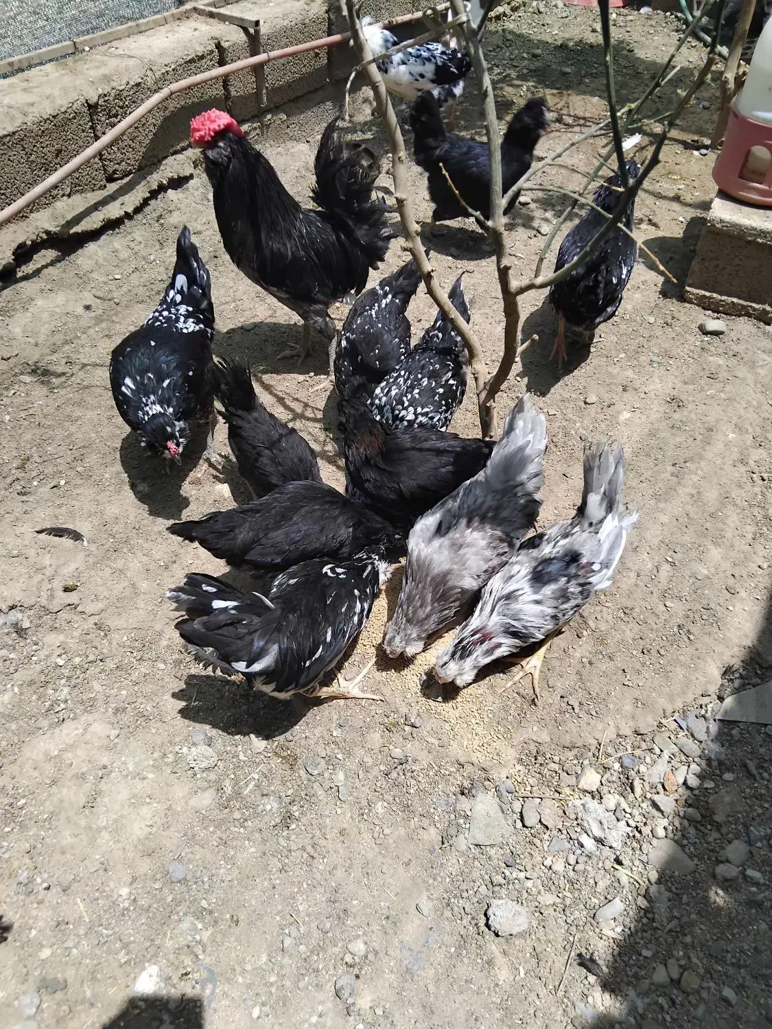 مرغ خروس گلین|حیوانات مزرعه|جیرفت, |دیوار