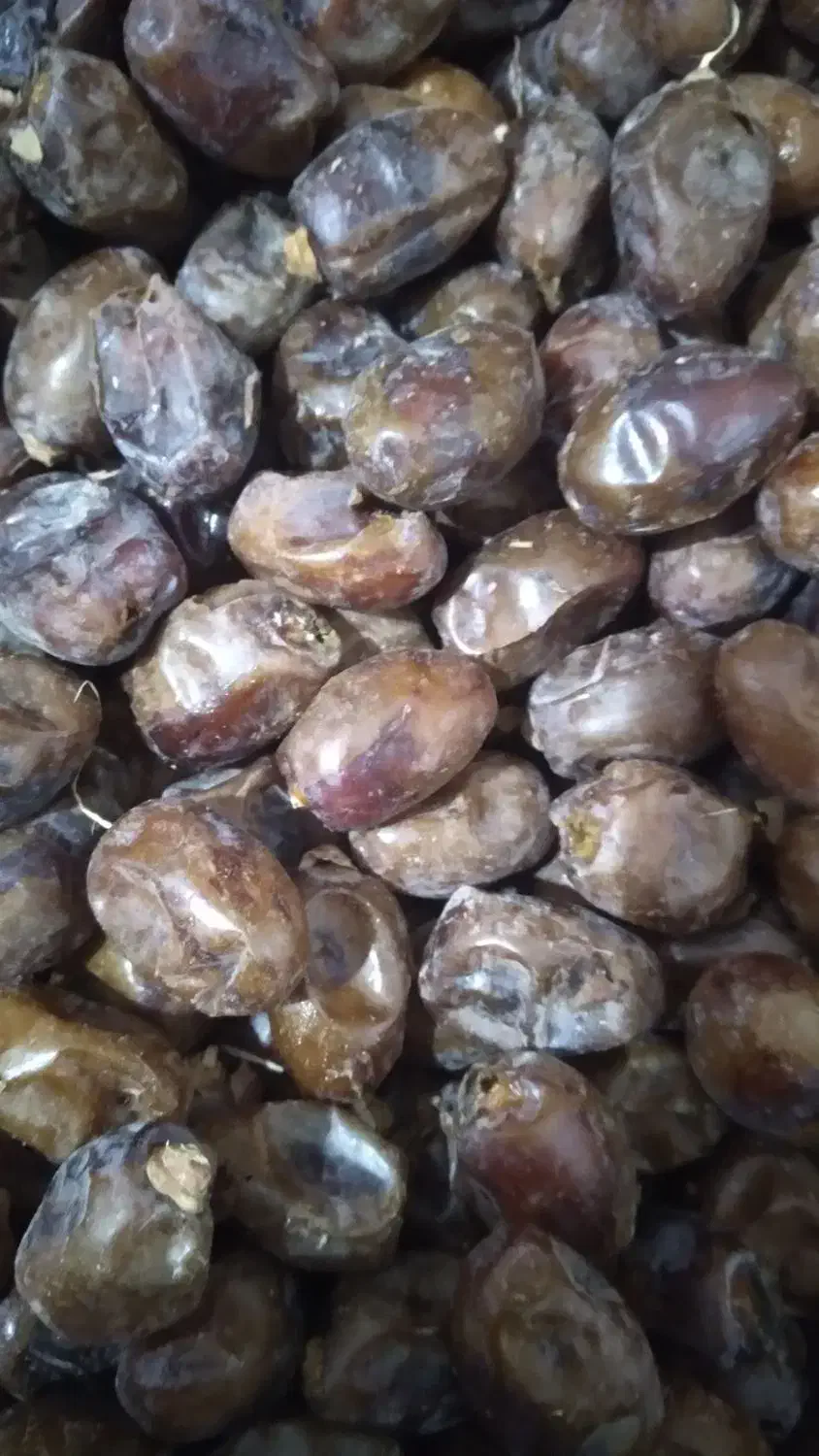 خرما گنطار درجه یک|خوردنی و آشامیدنی|اهواز, اسماعیلیه|دیوار