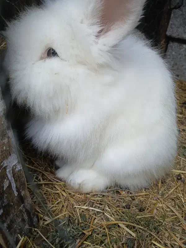 خرگوش کله شیری ( یا لئون هد)|موش و خرگوش|سنگر, |دیوار