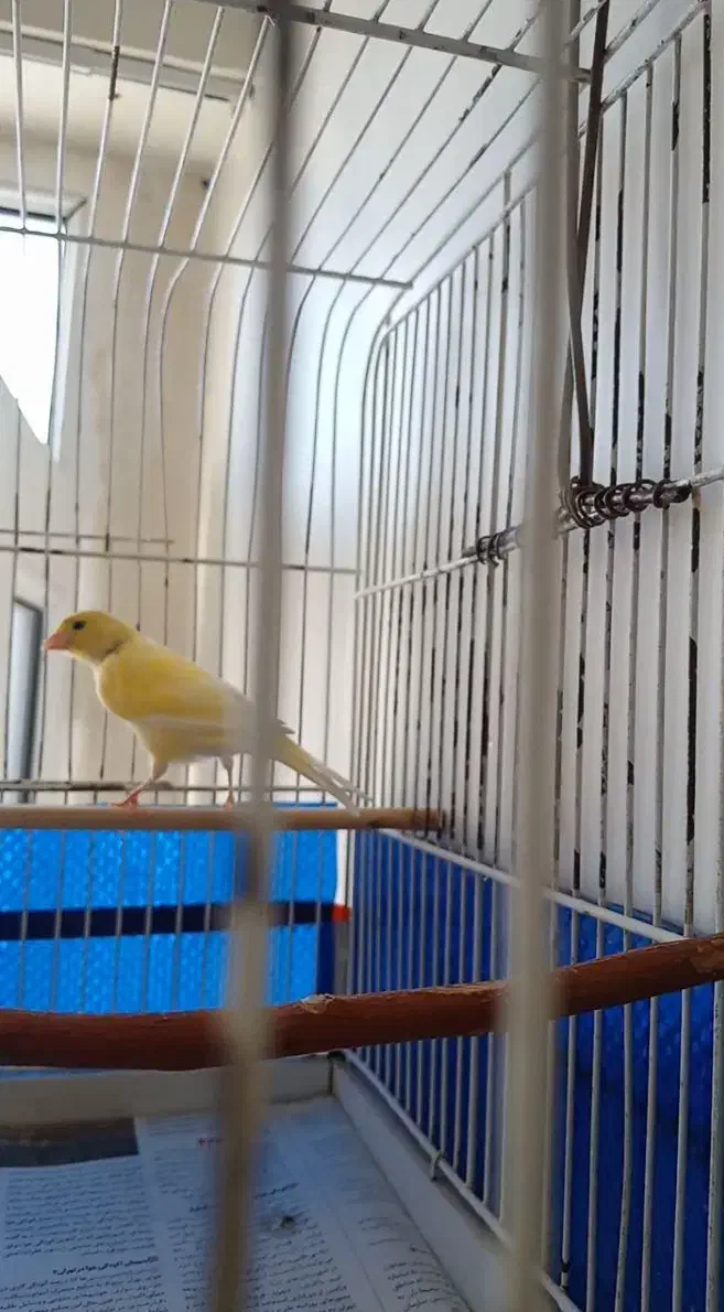 قناری قورولتی ماده|پرنده|اردبیل, |دیوار