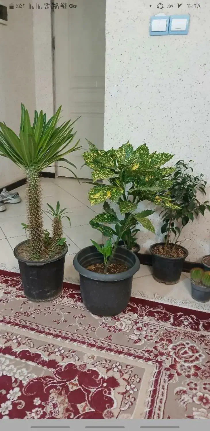 گندم افتاب خدماتی|خدمات باغبانی و درختکاری|سرپل ذهاب, |دیوار