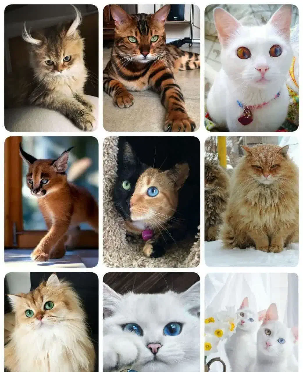 گربه|گربه|بجنورد, |دیوار