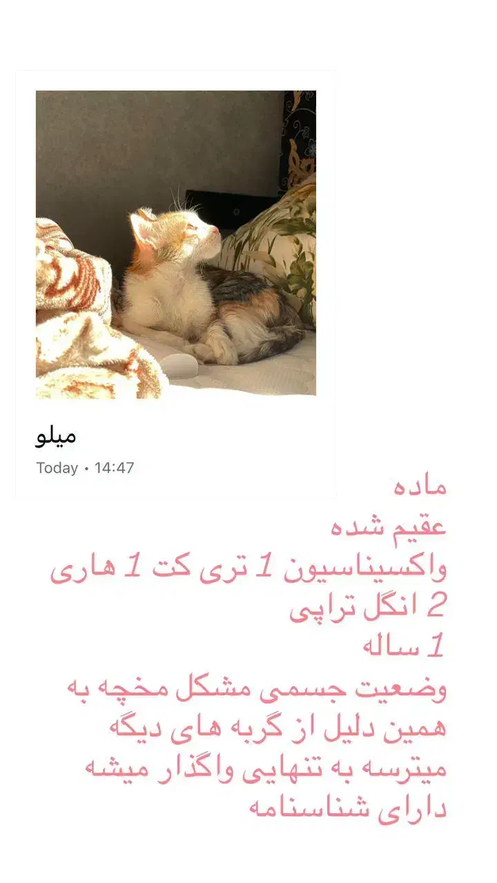 واگذاری گربه فقط در رشت|گربه|رشت, پاره بیجار|دیوار