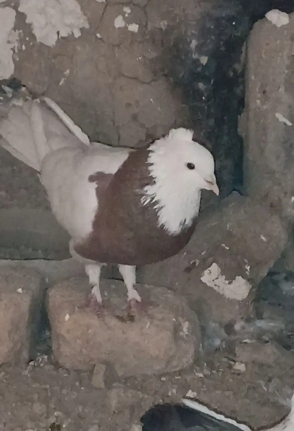 کفتر یا کبوتر|پرنده|محمدشهر, یزدیها|دیوار