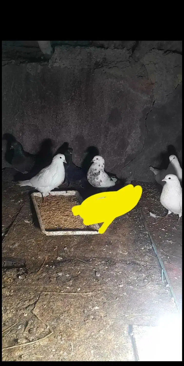 کبوتر|پرنده|رودسر, |دیوار