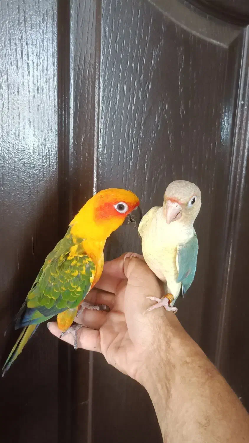 جوجه سرلاکی راهب خورشیدی کوتوله گرینچیک سانچیک|پرنده|تربتحیدریه, یحیی آباد|دیوار