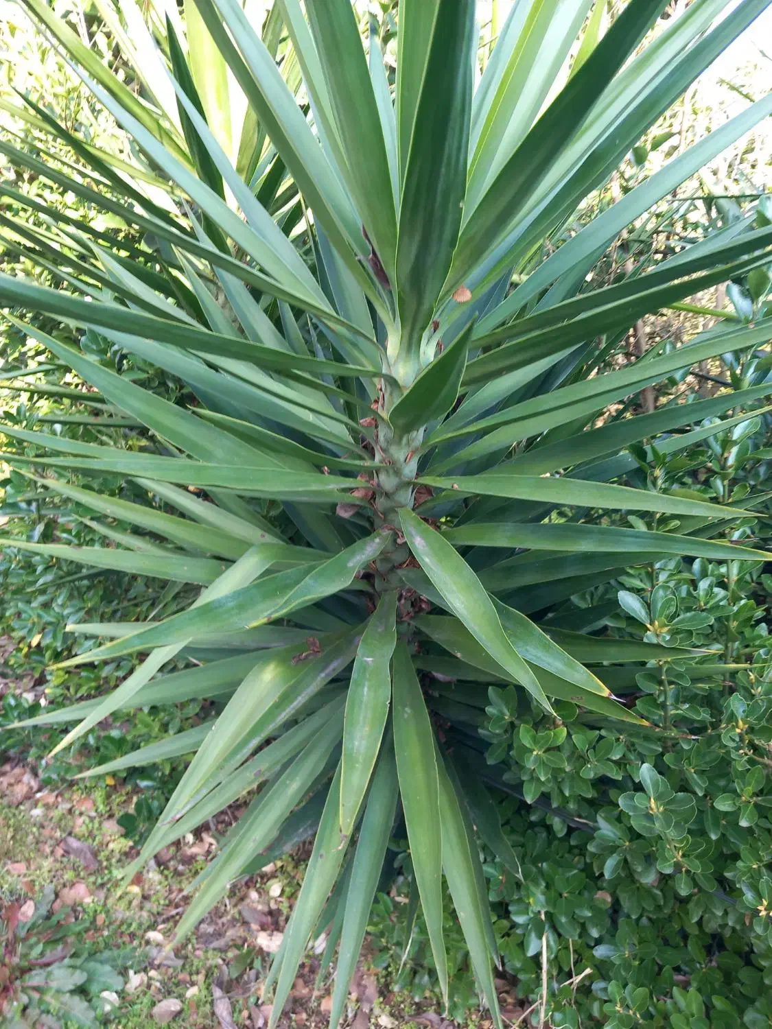 گل طبیعی یوگاه|گل و گیاه طبیعی|رشت, شالکو|دیوار