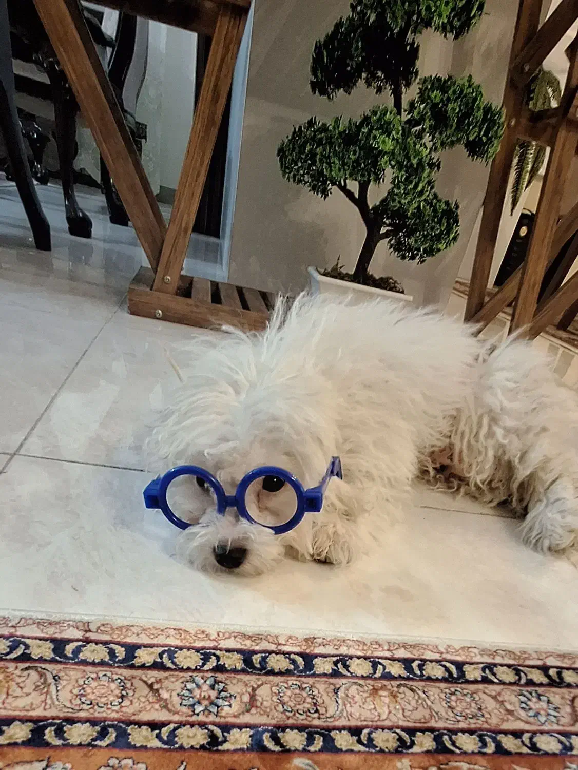 سگ ماده|سگ|شهر ری, تقی آباد|دیوار