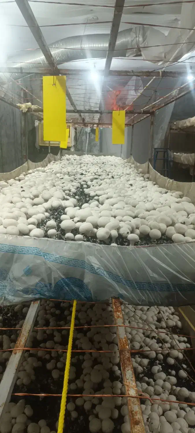 قارچ  دکمه ای  عمده و خرد|عمده‌فروشی|خورموج, |دیوار