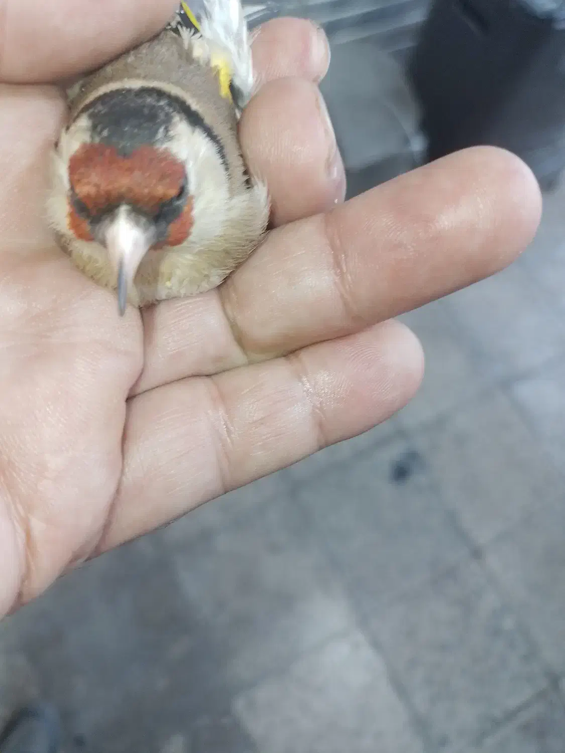 پرنده|پرنده|تویسرکان, |دیوار