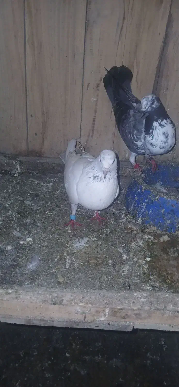 کبوتر بلندپرواز|پرنده|فومن, |دیوار