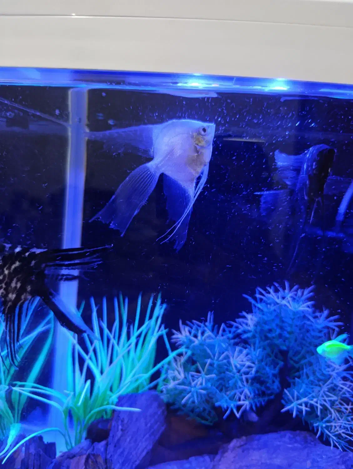 فروش فوری ماهی آنجل|ماهی|کرمان, |دیوار