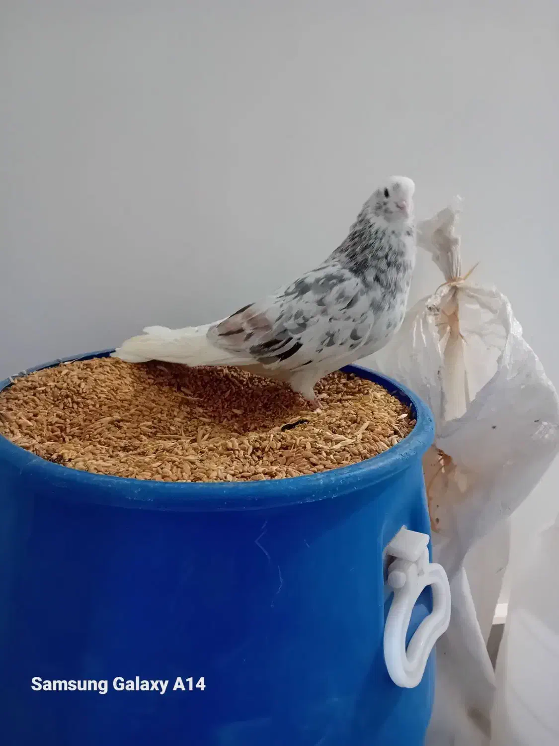 سورور نر|پرنده|اردبیل, |دیوار