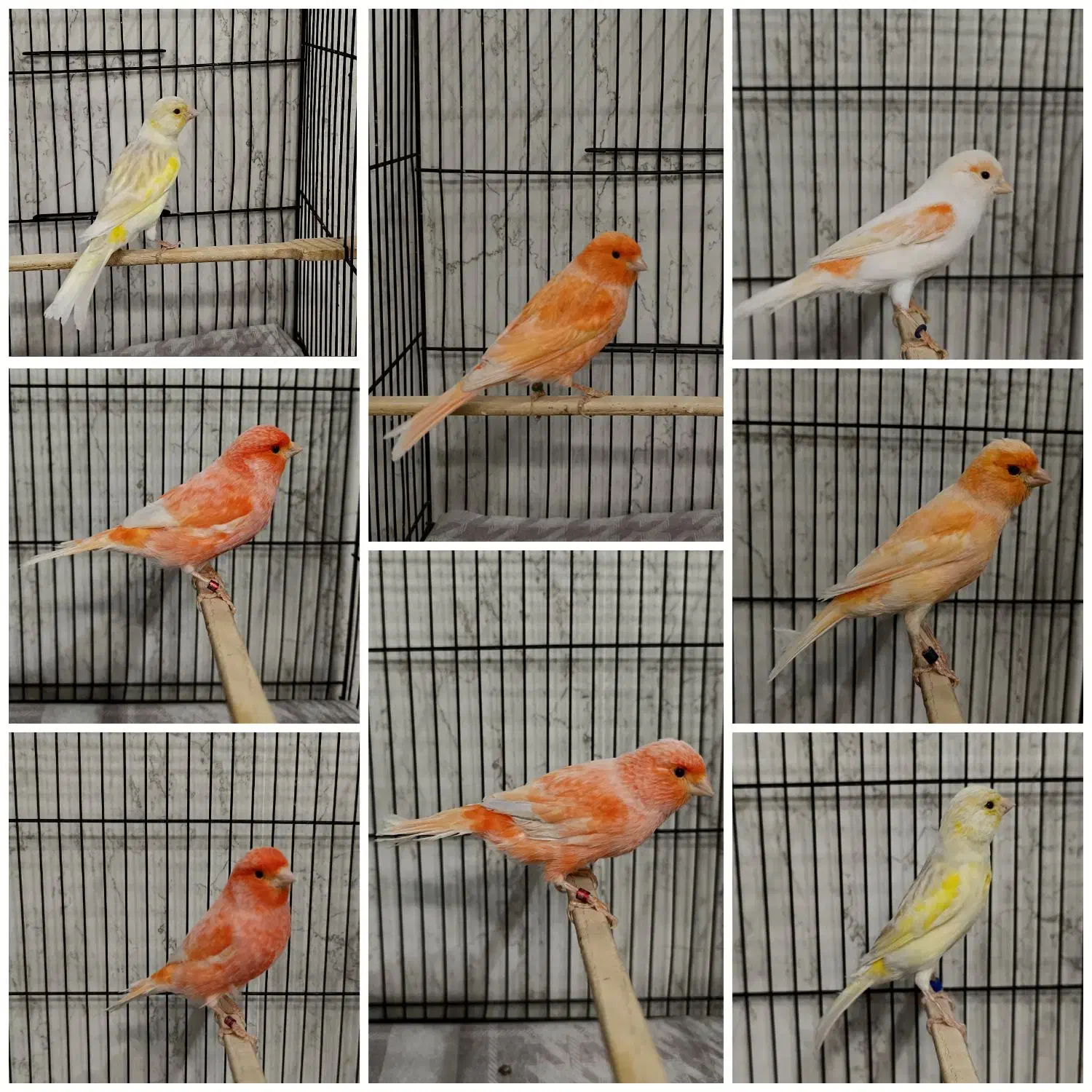 قناری نرمستخون ماده اماده|پرنده|مشهد, چهنو|دیوار