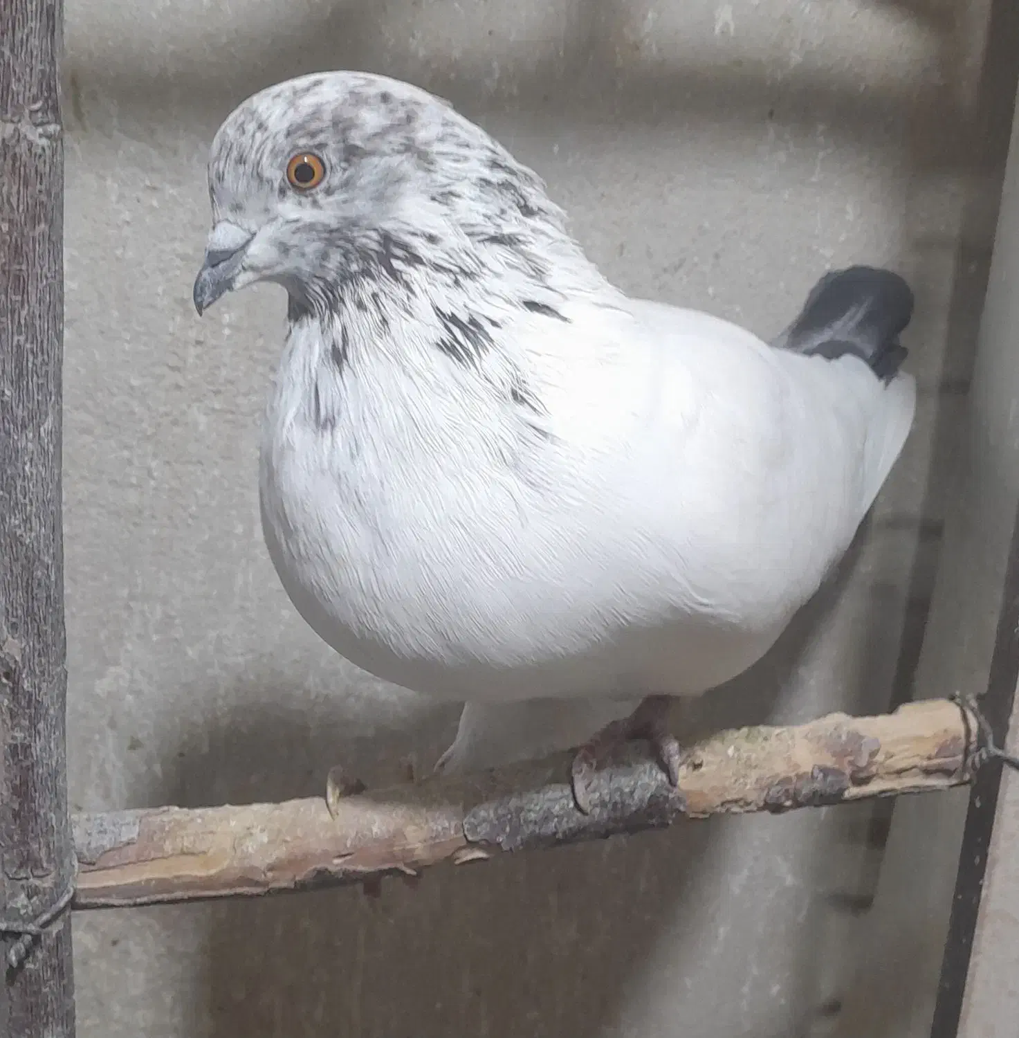 کبوتر پرشی  ایرانی|پرنده|شهریار, شهرک وائین|دیوار