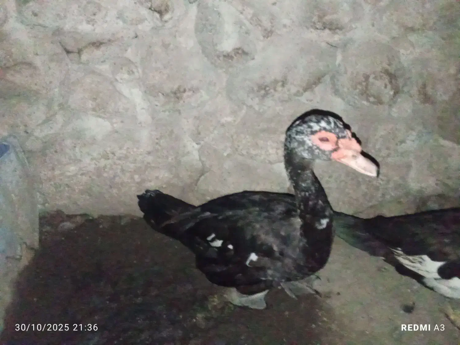 اردک و غاز|حیوانات مزرعه|بندرعباس, |دیوار