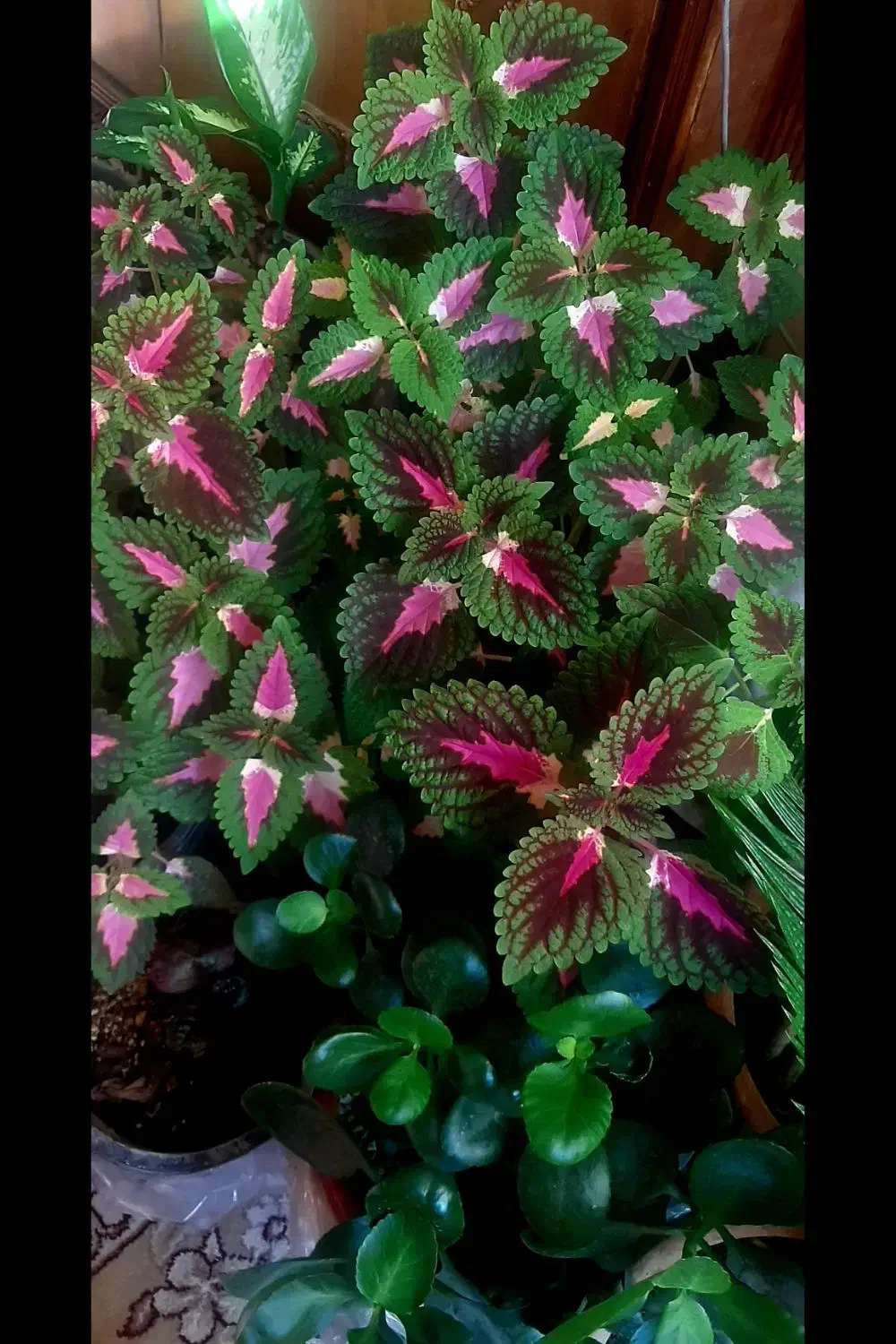 گل خانگی|گل و گیاه طبیعی|اصفهان, کساره|دیوار