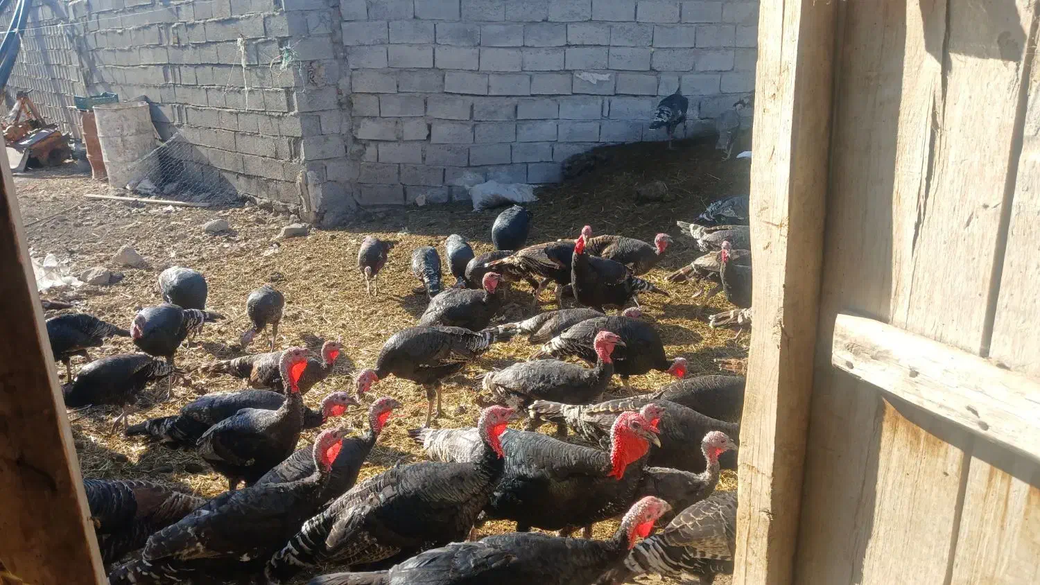 بوقلمون|حیوانات مزرعه|مشگین شهر, |دیوار