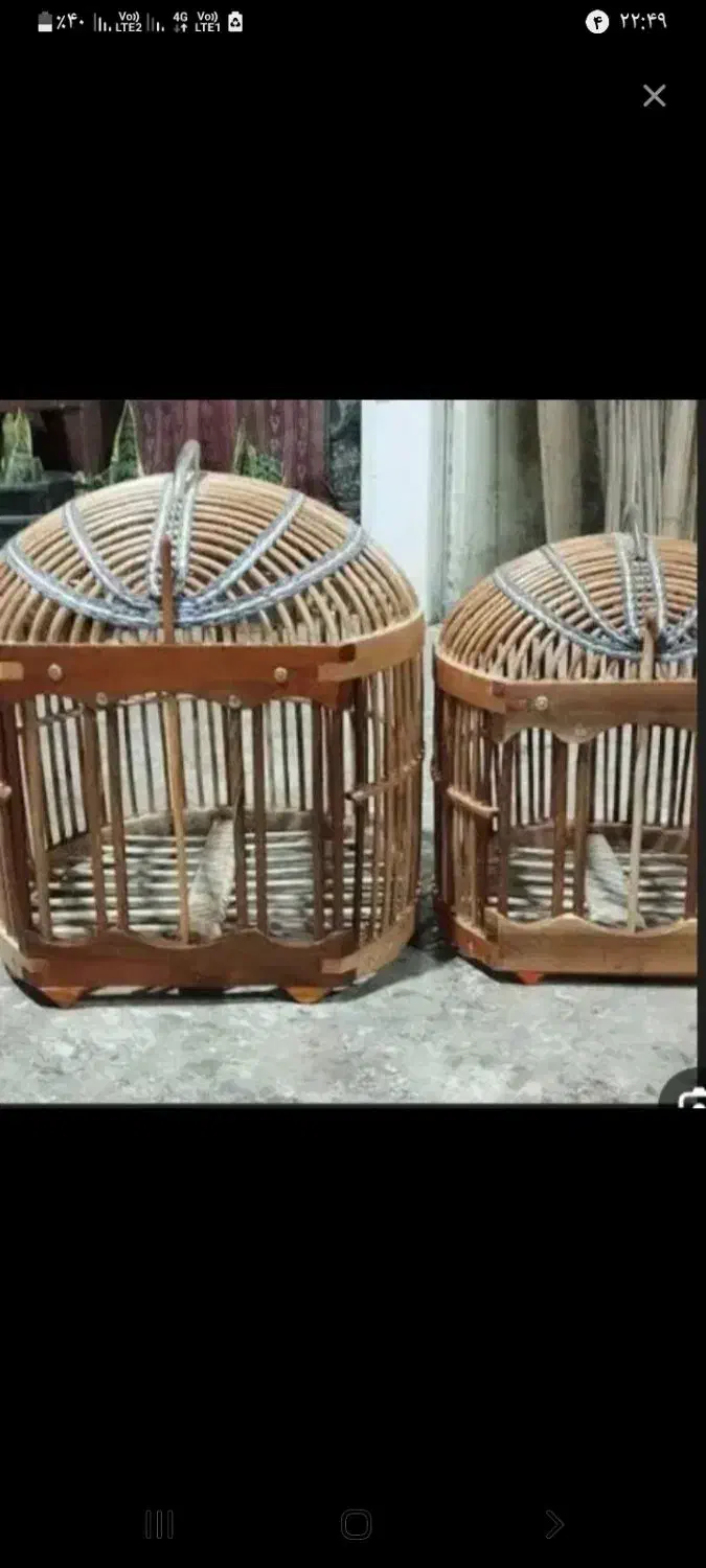 پرنده زینتی|پرنده|دهلران, |دیوار