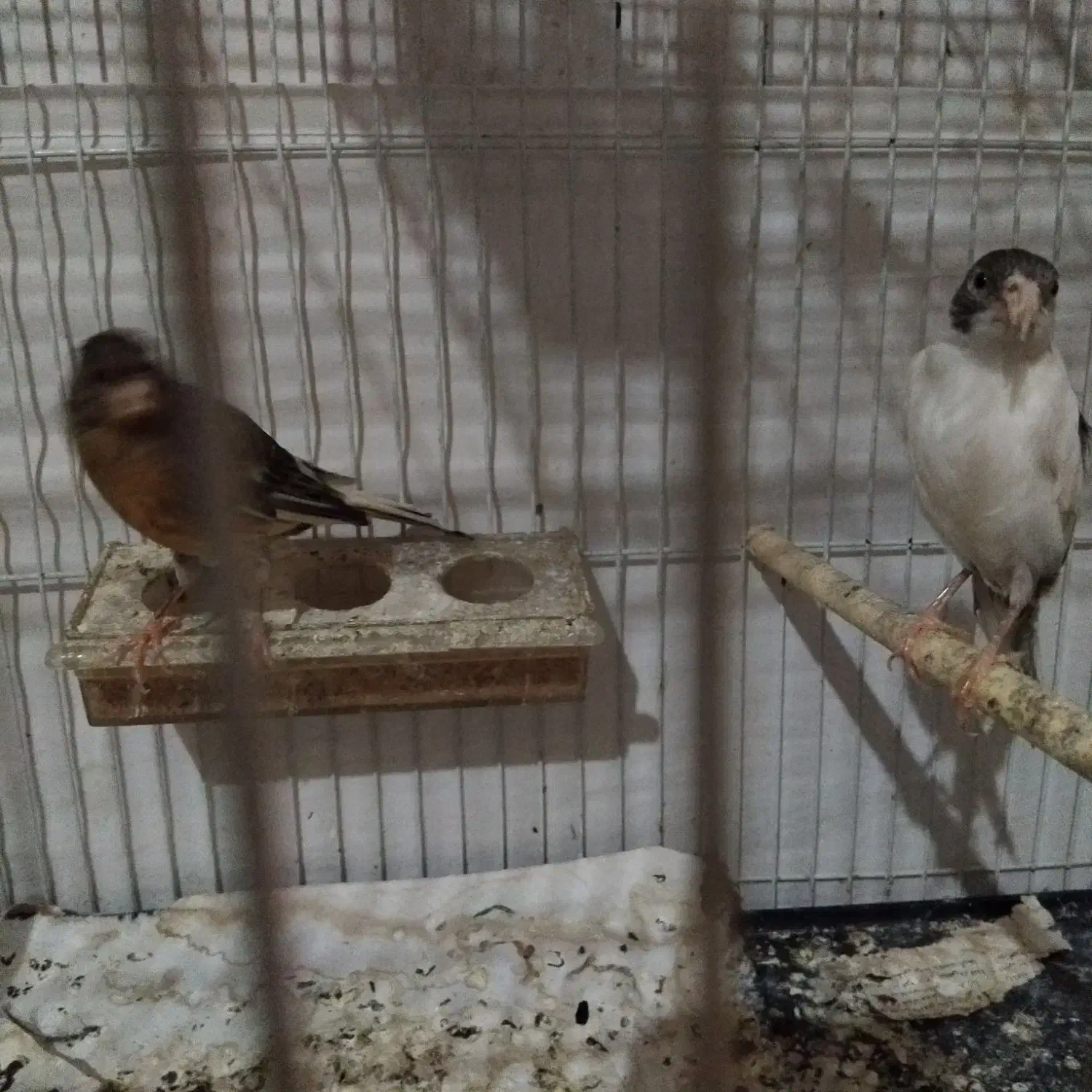 قناری وفنچ|پرنده|شیروان (خراسان), |دیوار