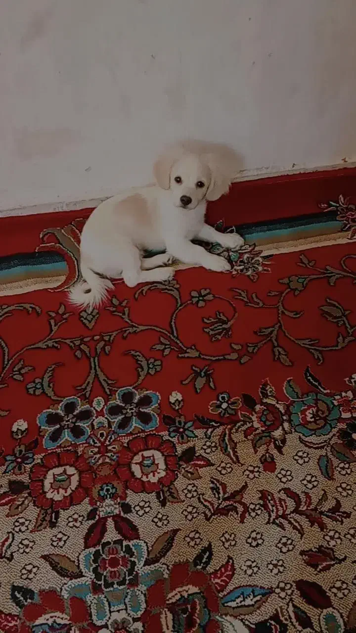 سگ اشپیتز|سگ|گلبهار, شهر جدید گلبهار|دیوار