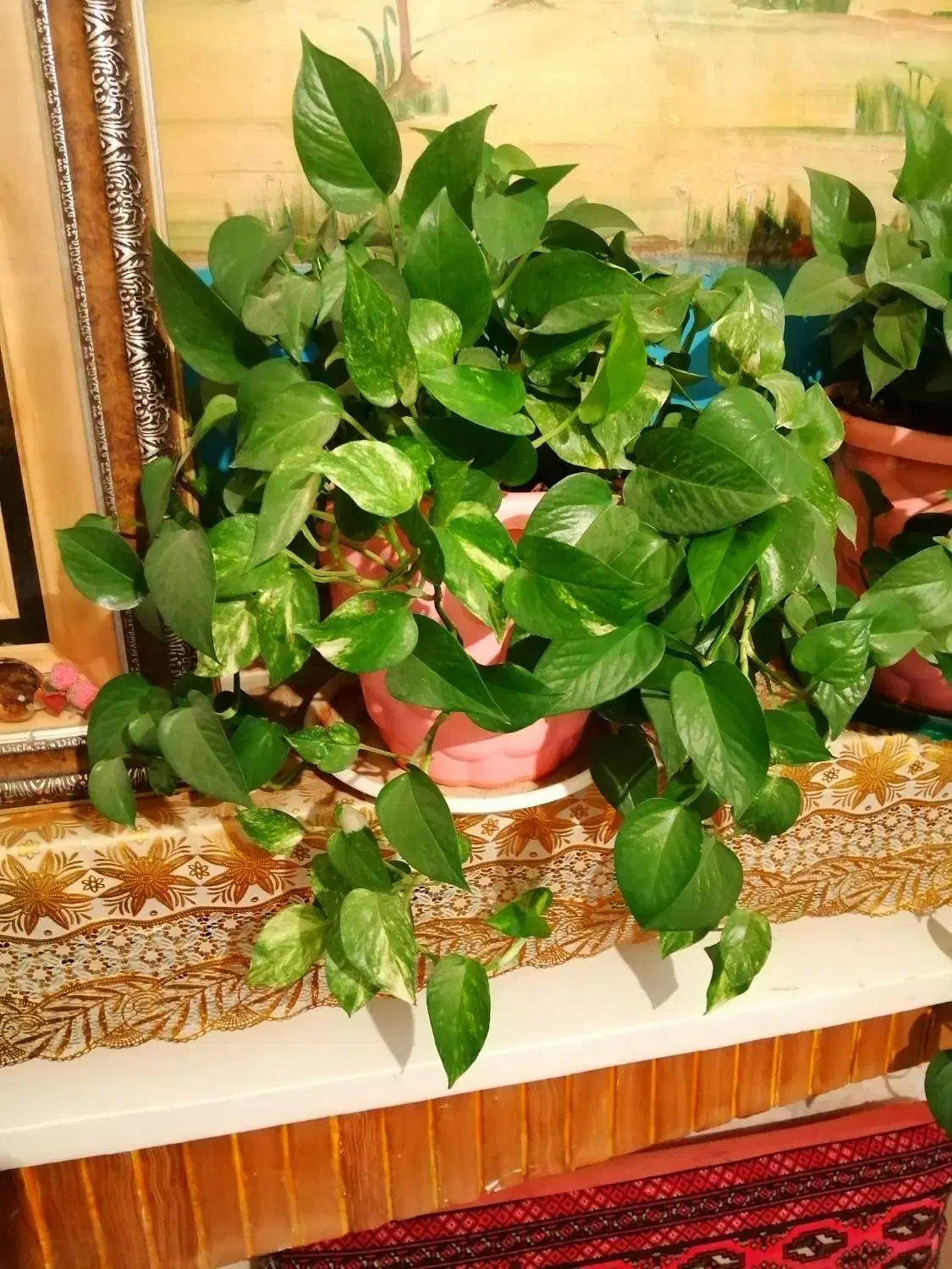 گل پتوس. دیفن. سانسوریا شمعدونی|گل و گیاه طبیعی|شیراز, ارم|دیوار