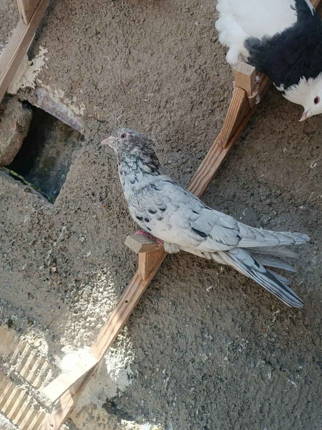 سرور بهبونی|پرنده|شیراز, سیاه سنگ|دیوار