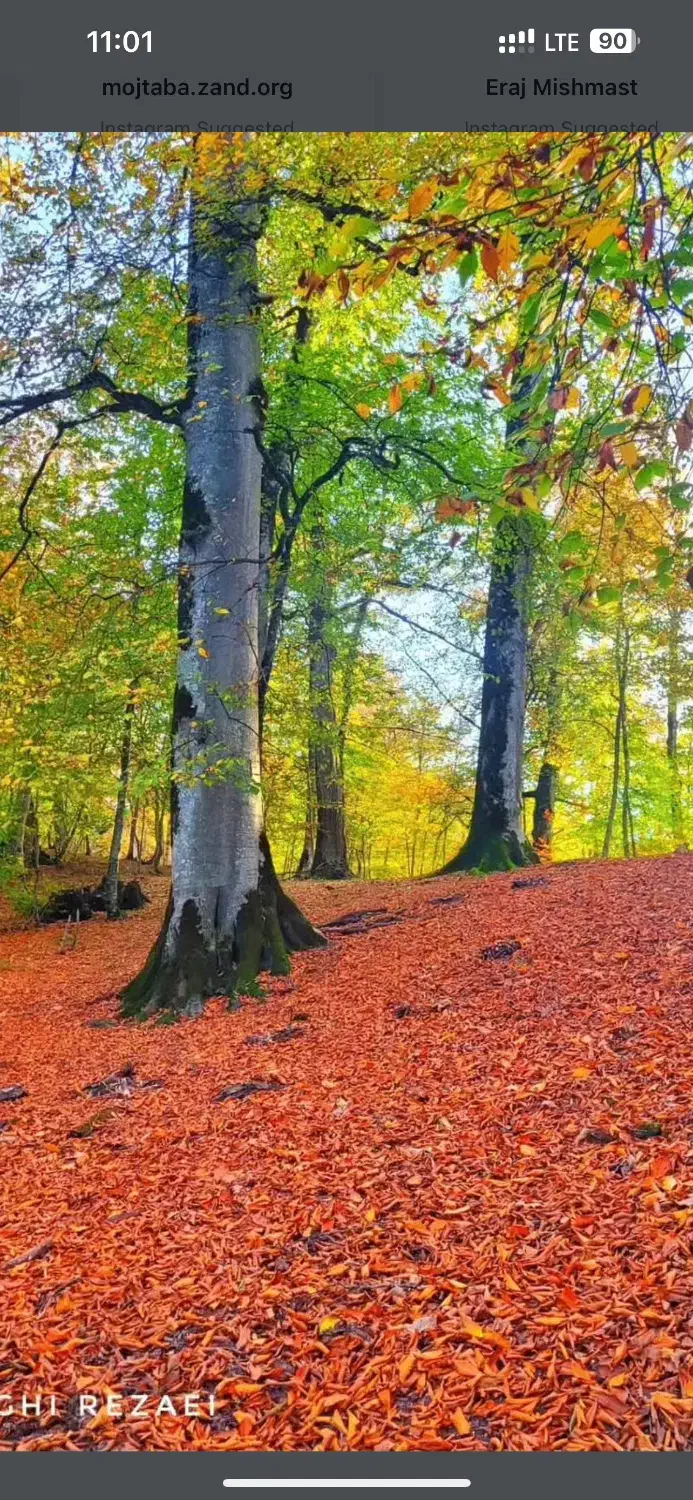 رهن اجاره سوله ۳۰۰ متر با محوطه گلگون شهریار|اجارهٔ دفتر صنعتی، کشاورزی، تجاری|باغستان, |دیوار