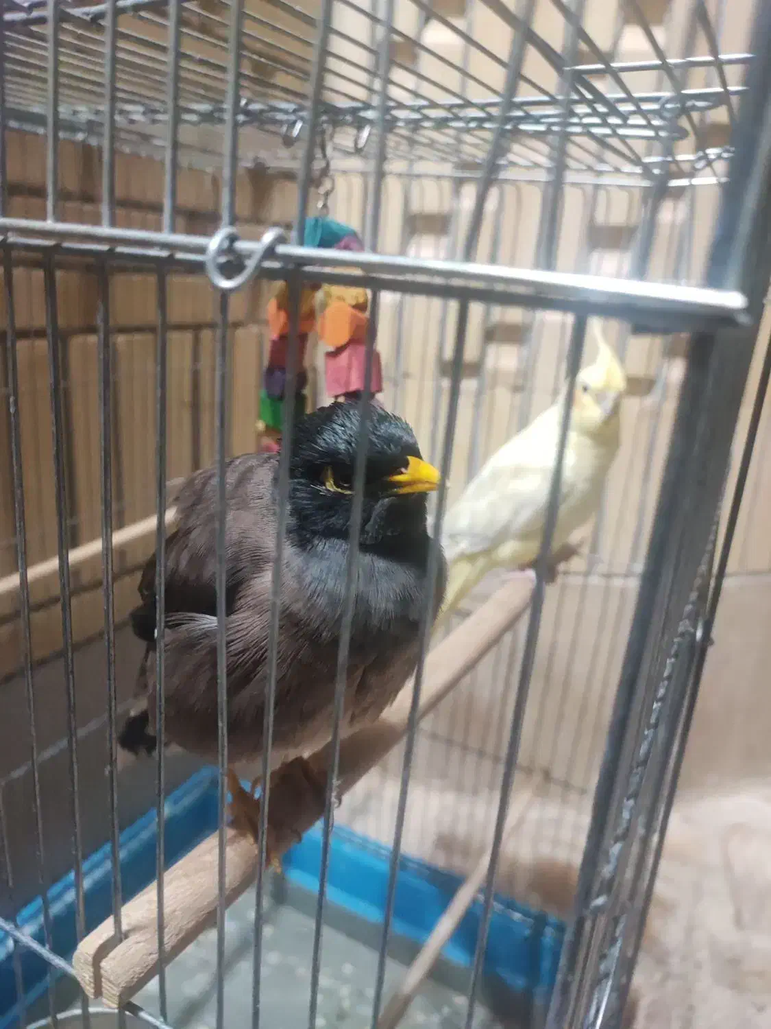 مرغ مینا سخنگو|پرنده|گراش, |دیوار