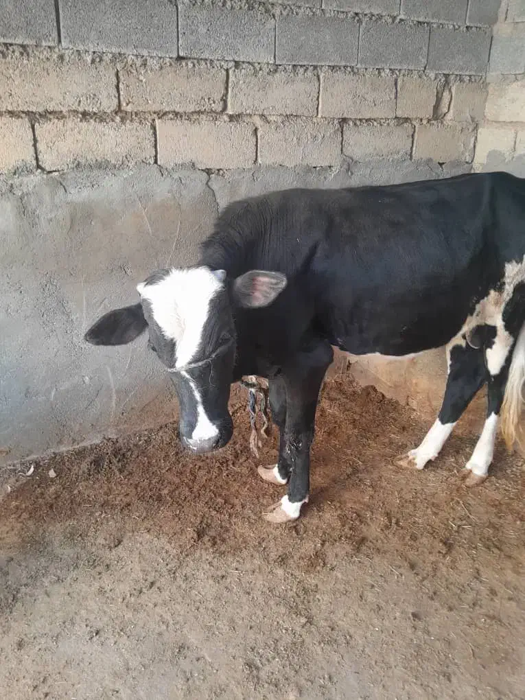 گوساله نر|حیوانات مزرعه|امیدیه, |دیوار