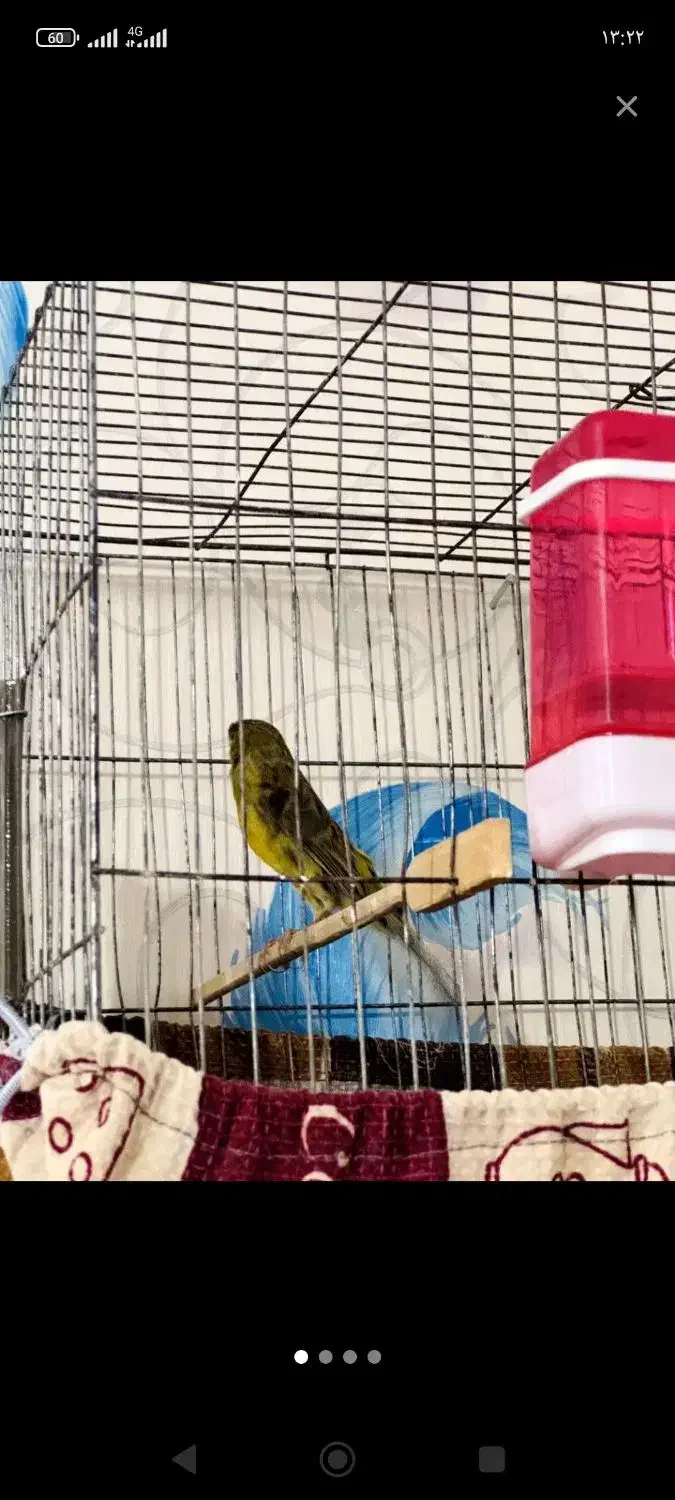 قناری نر سبز چمنی|پرنده|ششده و قره بلاغ, |دیوار