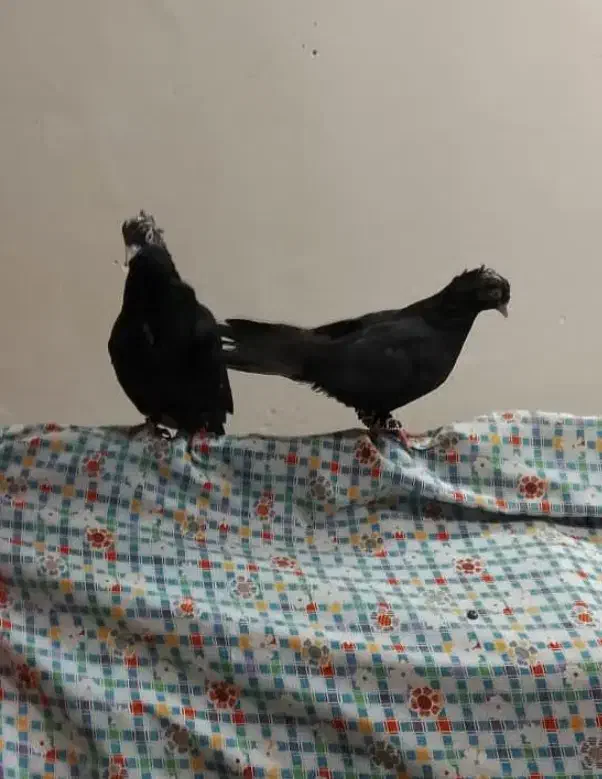 کلاغ اصلی|پرنده|سبزوار, همت|دیوار