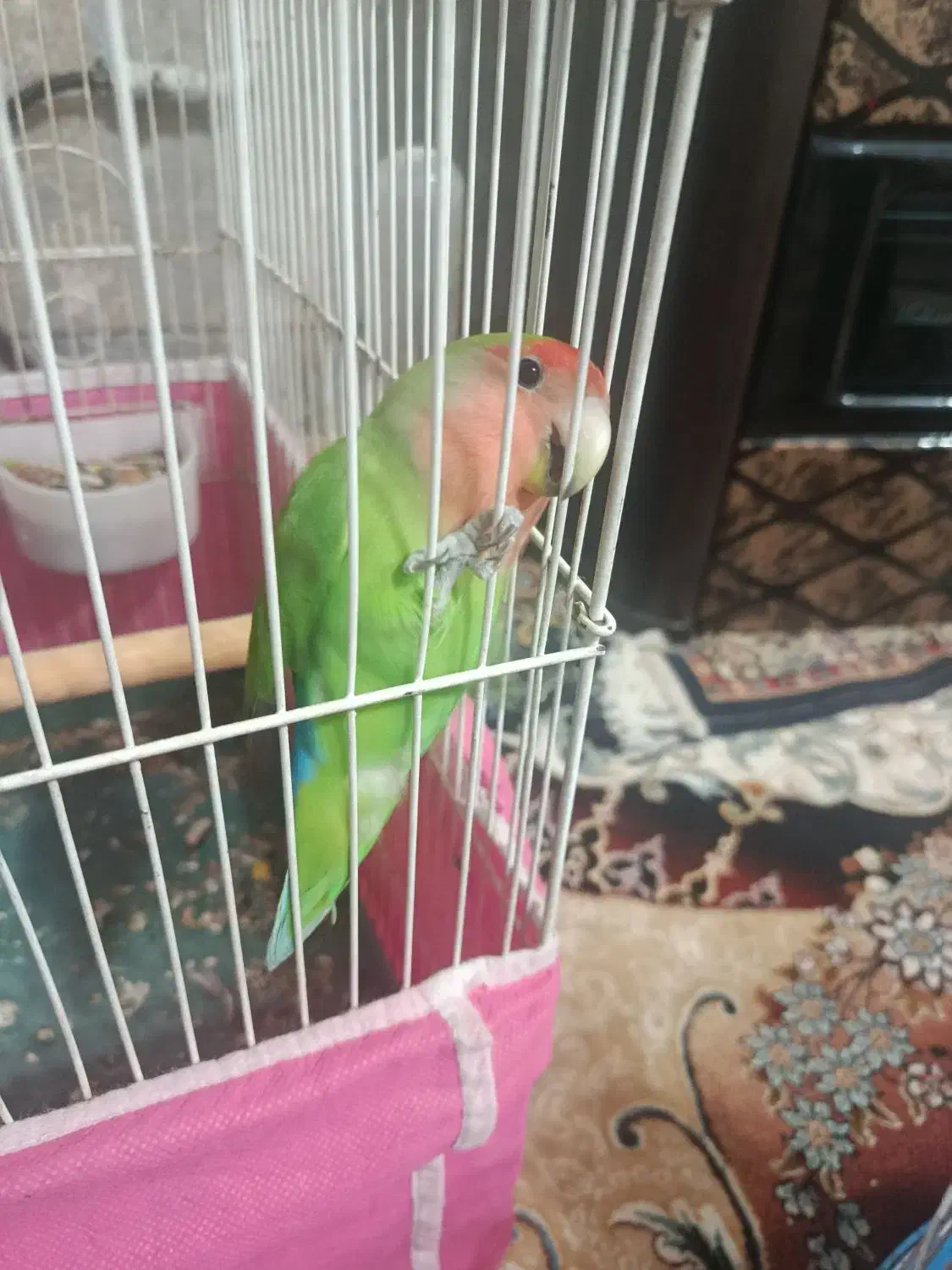 کوتوله سخنگو|پرنده|نجف‌آباد, یزدانشهر|دیوار