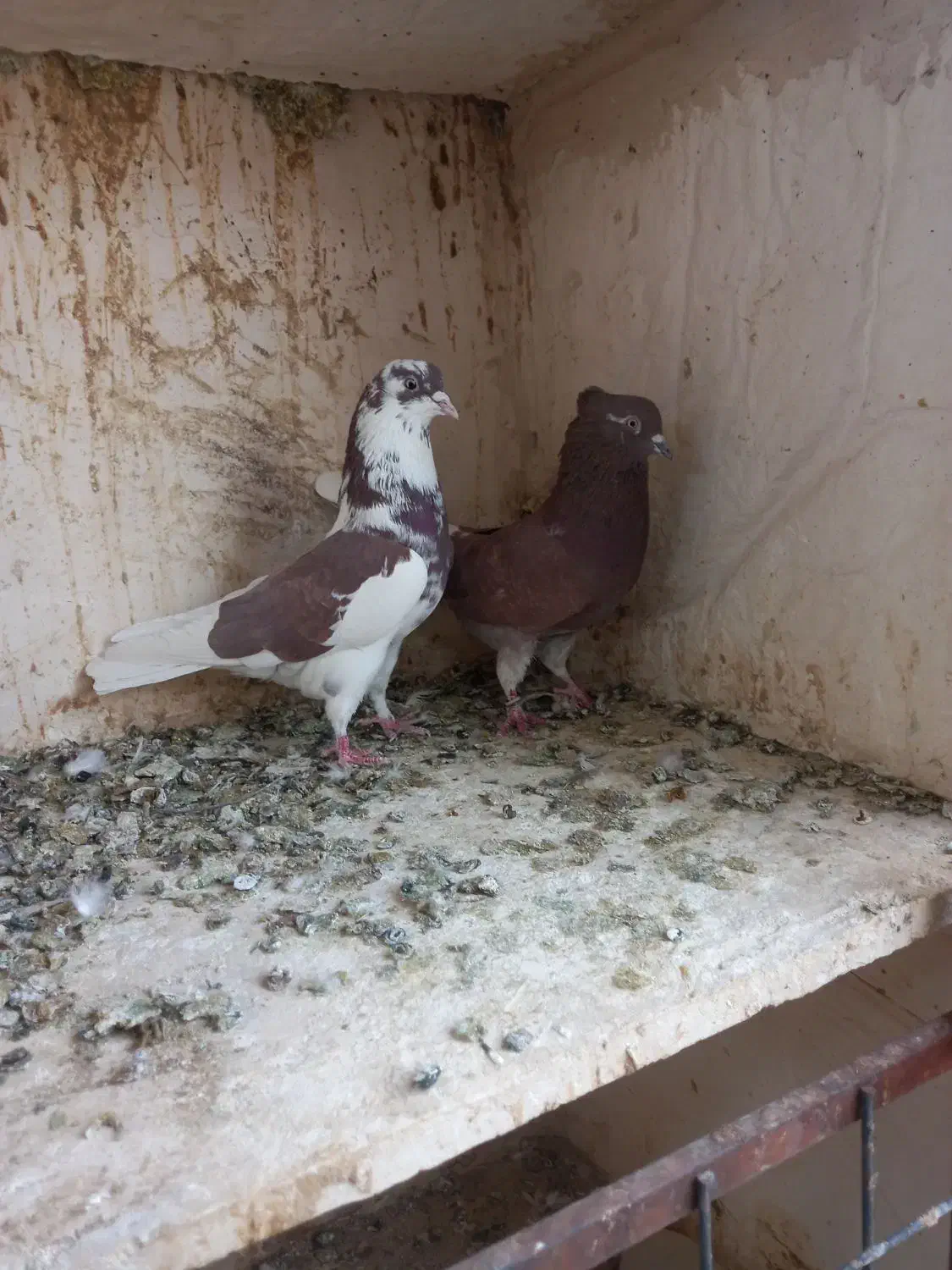 کبوتره پرشی خوش خال|پرنده|ساوه, |دیوار