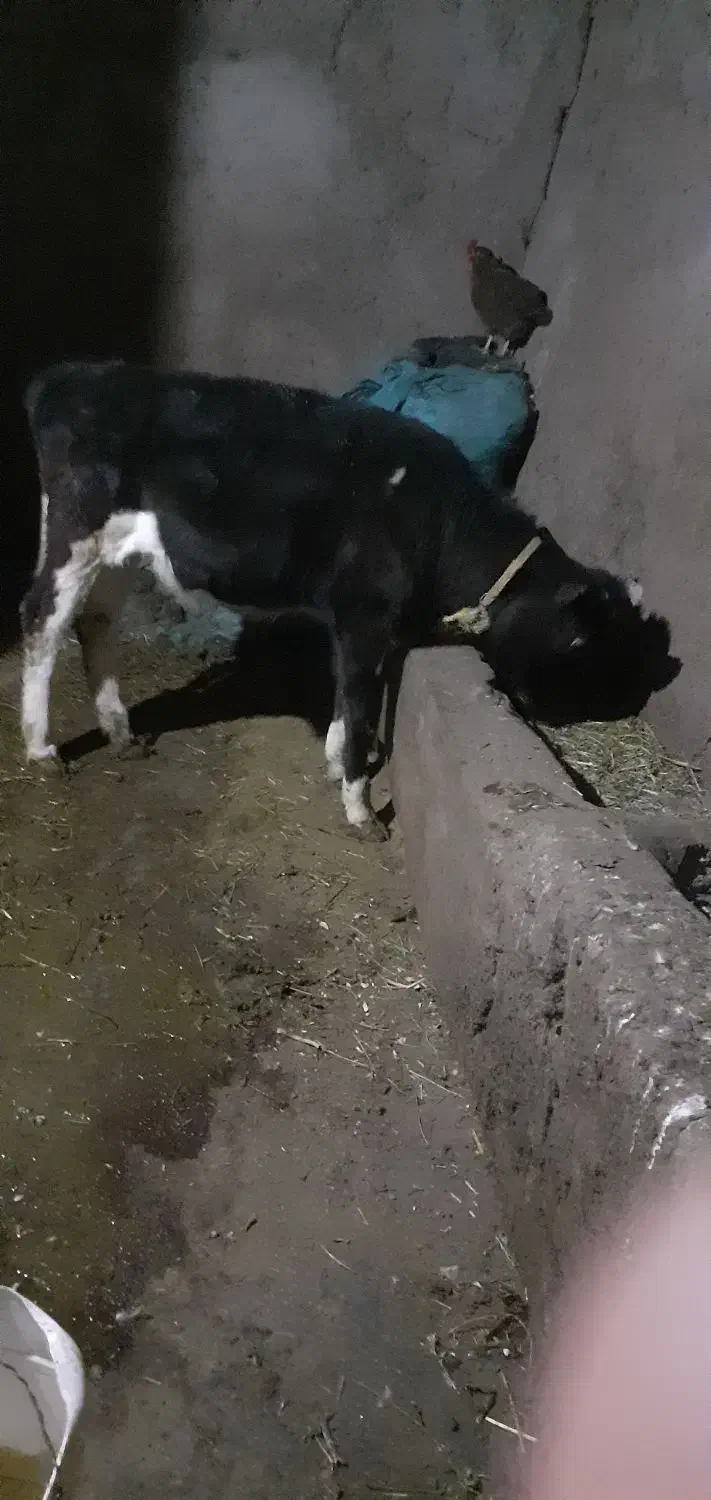 گاو شیری جوان|حیوانات مزرعه|سراب, |دیوار