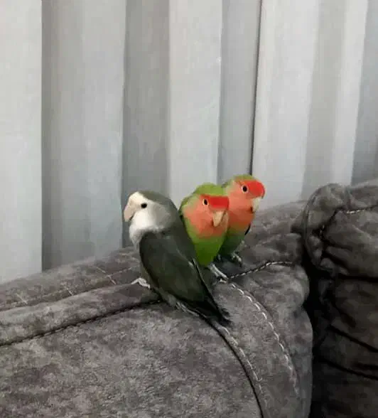 طوطی برزیلی|پرنده|همدان, |دیوار