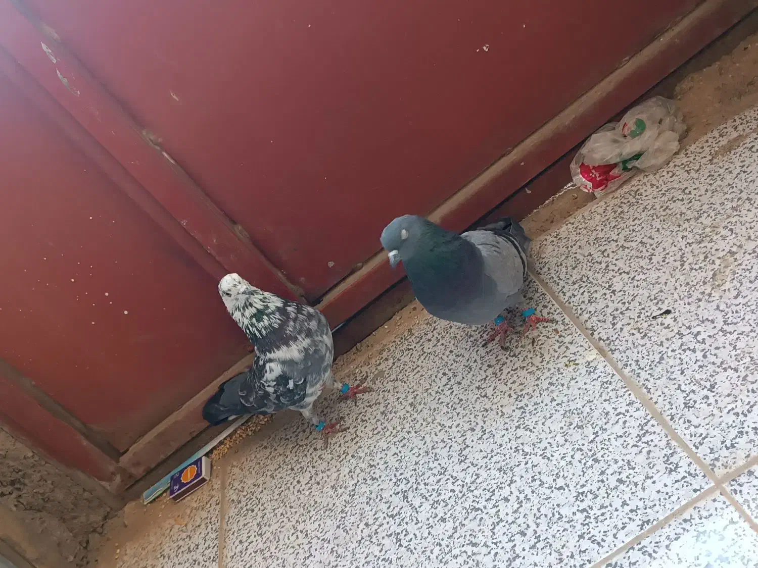 کبوتر|پرنده|ایوان, |دیوار