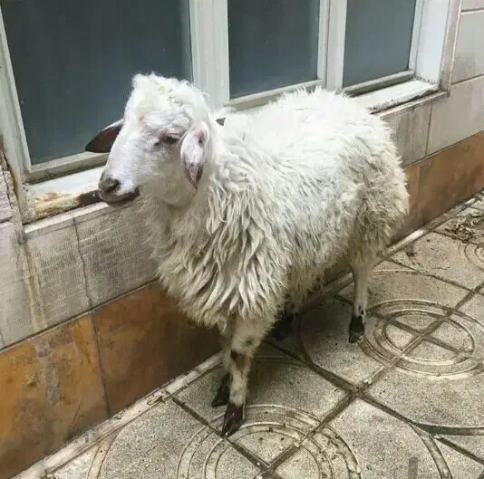 دام زنده شیشک نزاییده و بزغاله درجه یک پرواری|حیوانات مزرعه|قم, چهل درخت‎|دیوار